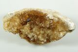 Partial Fossil Clam with Fluorescent Calcite Crystals - Ruck's Pit #191756-1